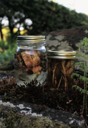 Yellow Birch Yeast Starter