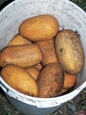 after-ripen cucumbers