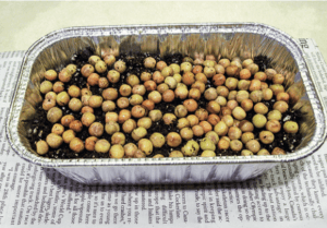 sprout seeds in tin