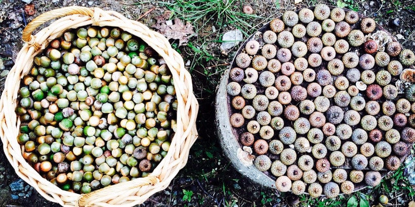 acorn harvesting