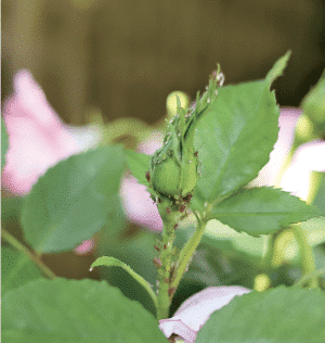 Close-up of a rose bud with small red aphids on the stem, green leaves and pink petals blurred in the background.