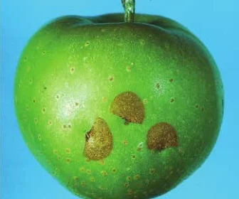 insects on fruit trees - disease