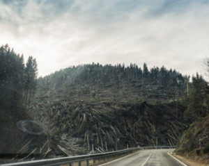 deforestation