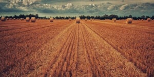 farmland with hay