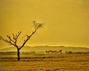 bare tree in dry landscape 