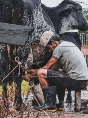 milking a cow