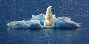 polar bear on ice in water