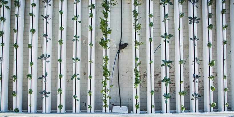 vertical gardening
