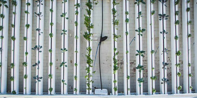 vertical gardening