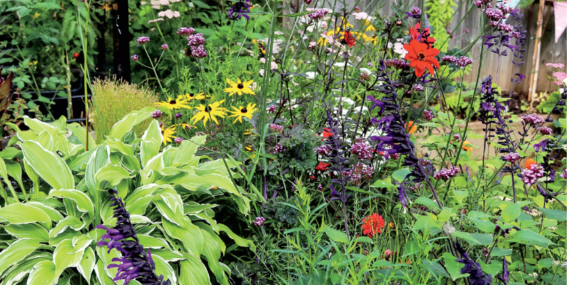 Colorful flower garden with variegated hosta in the foreground and a mix of yellow black-eyed Susans, purple spiked blooms, and red flowers in the background.