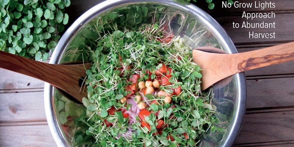 Grow A Year Round Indoor Salad Garden Even In Winter