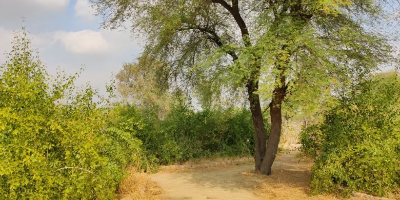 A Forest in the Desert-Medium-Quality Miyawaki Method