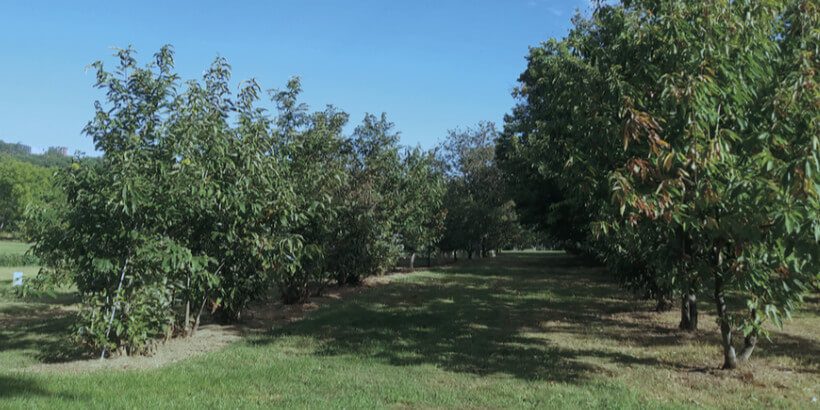 AmericanChestnut_TreesofPower The breeding program at the Lockwood, Connecticut, Agricultural Experi- ment Station run by Dr. Sandra Anagnostakis. This program includes species from all over the world and extends through many di erent plant- ings. This particular planting is a mix of American chestnut and Ozark chinquapin and also includes genetics of Japanese and Henry chestnut.