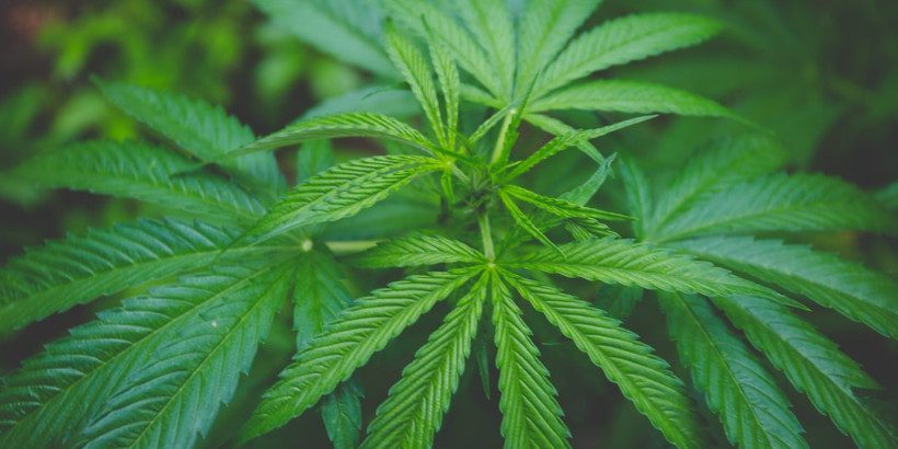 AmericanHempFarmer-feature-bannersnack hemp