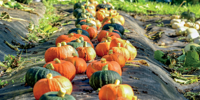 BEYOND THE ROOT CELLAR_ Curing