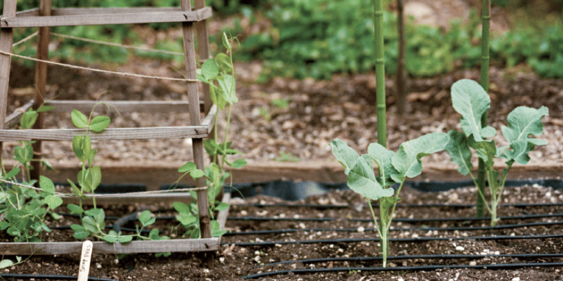 Garden bed with young brassica plants, drip irrigation tubes, and a wooden trellis on the left.