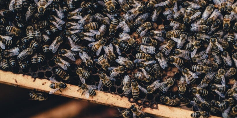 A tray of bees