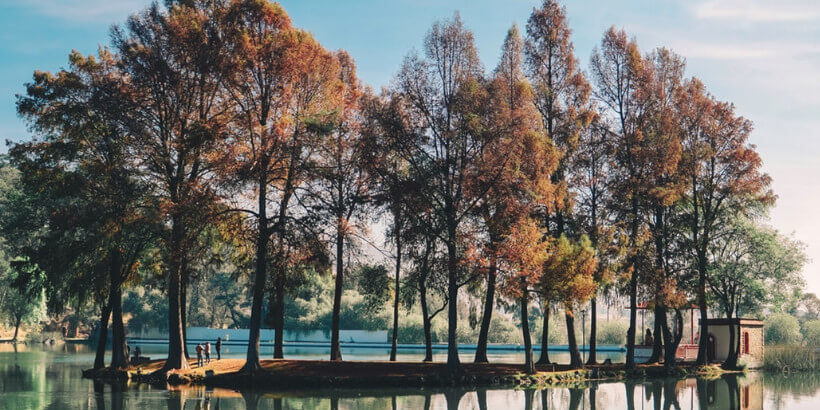 Bannersnack_LifeFountains_TreesofPower A grove of trees on an island