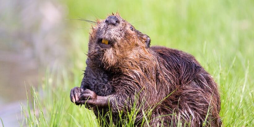 Bannersnack_beaver_Eager beaver