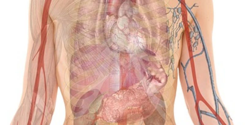 Bannersnack_body_Nourishment body diagram