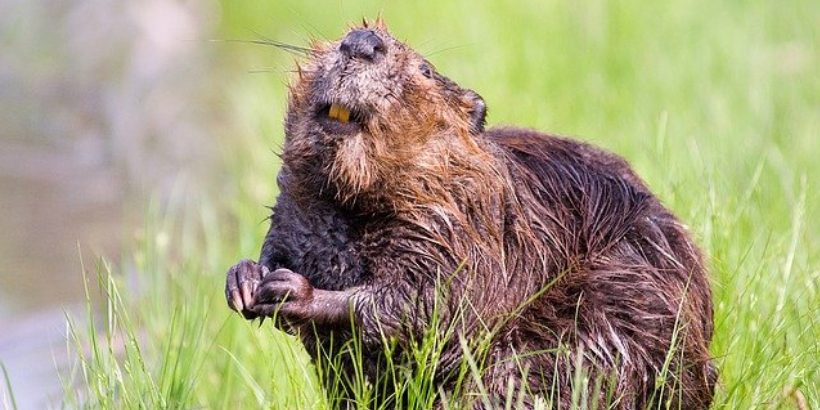 Beaverbanner_bannersnack Beaverbanner_bannersnack