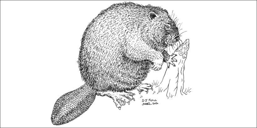 Beaverbanner_gowillustration beaver illustration by Derek Gow