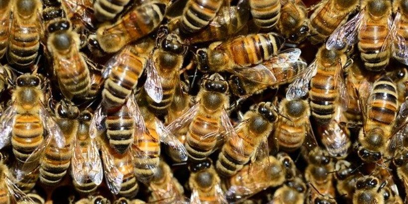 Bees_Bannersnack-High-Quality (1)