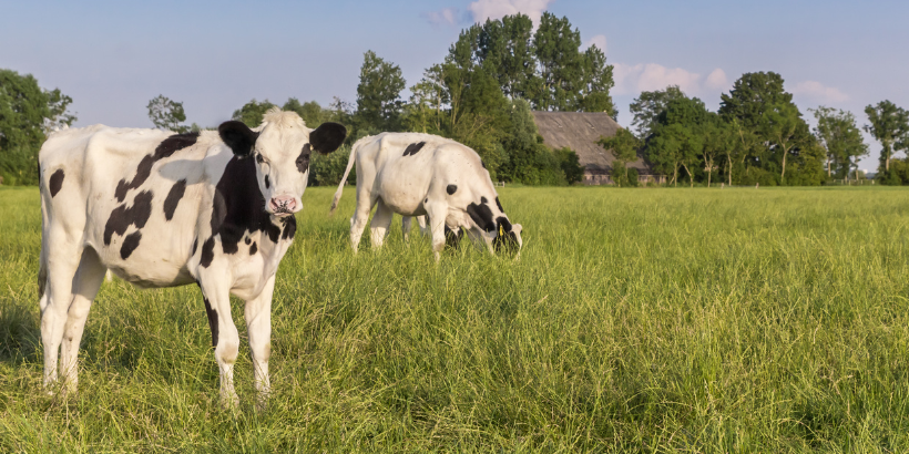 Two black-and-white cows grazing in a sunny green field with a distant farmhouse and trees in the background, creating a pastoral farm scene.