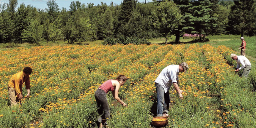 Organic Calendula Field