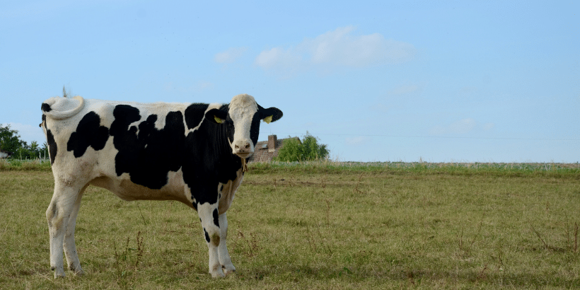 Dairy cow (Holstein) with black and white markings standing in a grassy field under a blue sky.