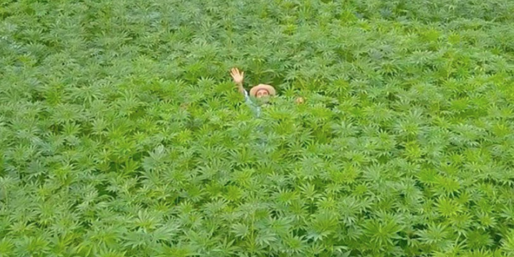 DougFIne_HempField DougFIne_HempField