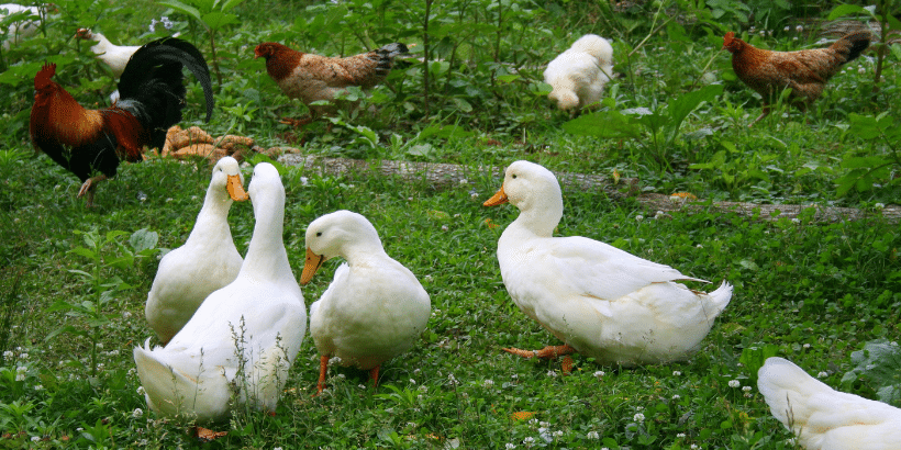 Duck and Chicken_Canva