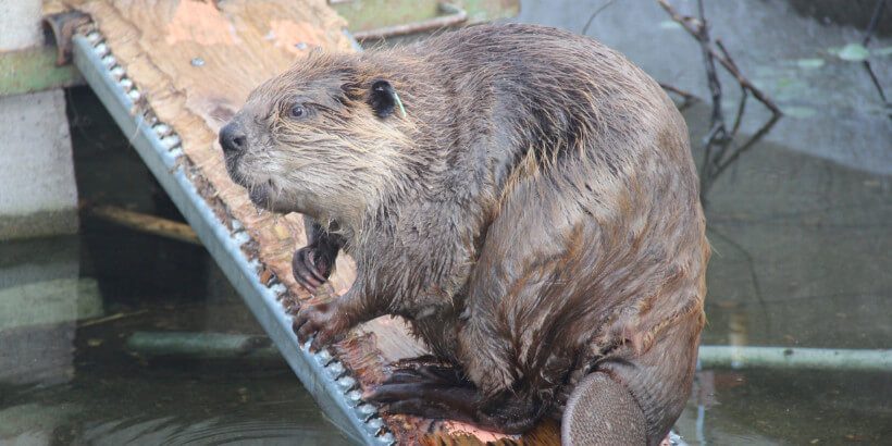 Eager_RobbieMcClaran Beaver on a plank above water