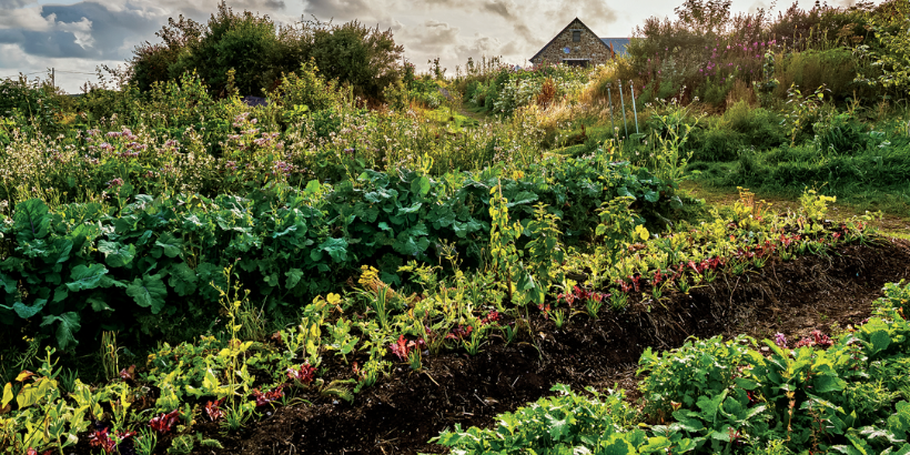Vegetable garden with rows of leafy greens and rich soil, a distant stone cottage visible on the horizon under a partly cloudy sky.