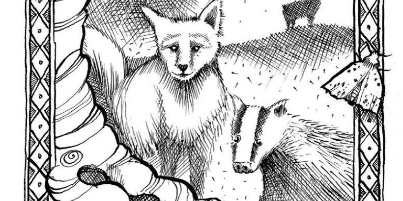 Fox_banner_WildNights_book Fox_banner_WildNights_book