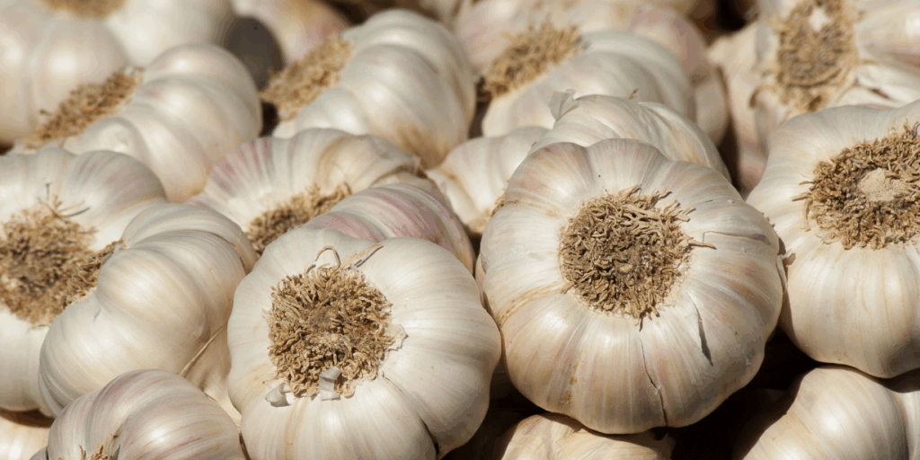 Garlic_Canva