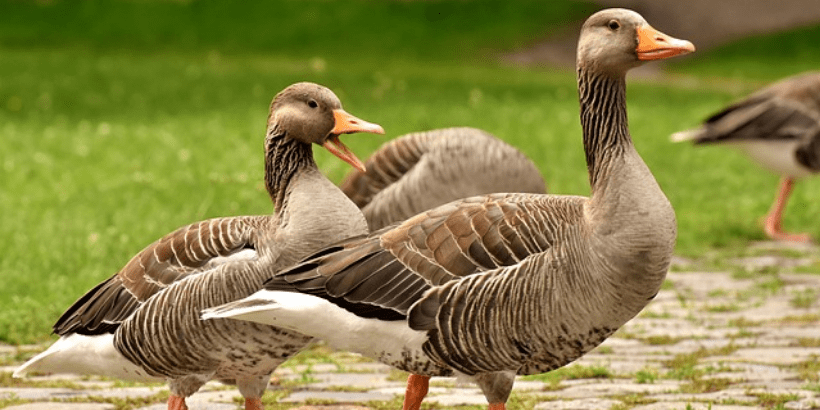 Greylag goose_Bannersnack ark for lost species
