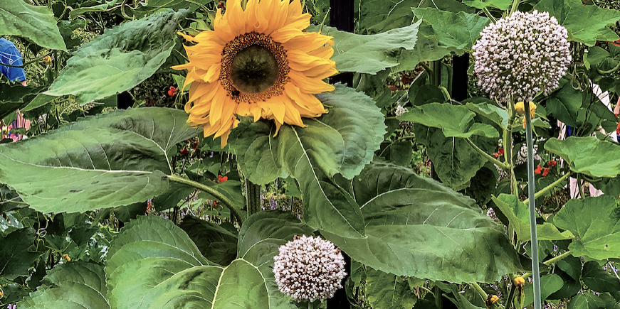 Grow-a-New-Garden_Healthy-soil-means-healthy-plants-banner