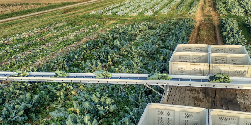 Harvest conveyors_Beyond the Root Cellar
