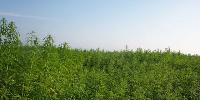 Hemp_Field hemp