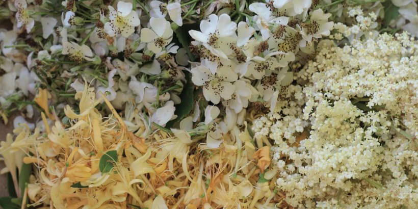 Honeysuckle_ForageHarvestFeast_panorama honeysuckle