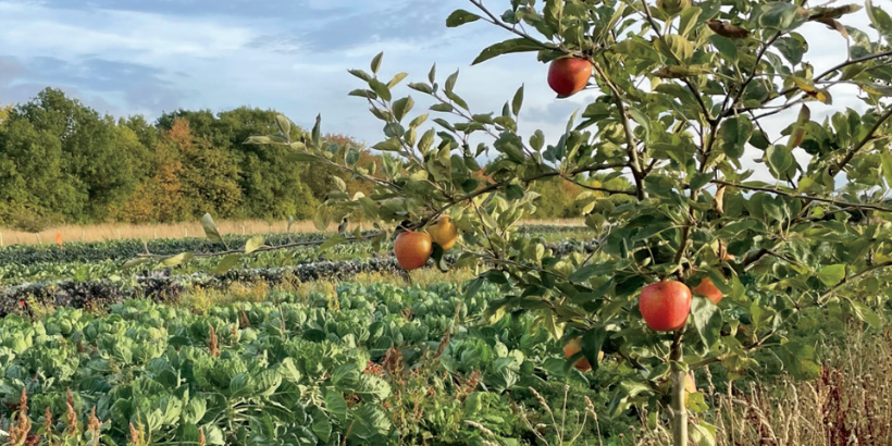 Integrate Trees and Crops_Silvohorticulture Integrate Trees and Crops_Silvohorticulture