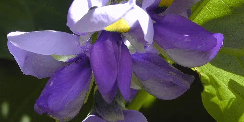 Kudzu_Wiki-panorama Kudzu_Wiki-panorama