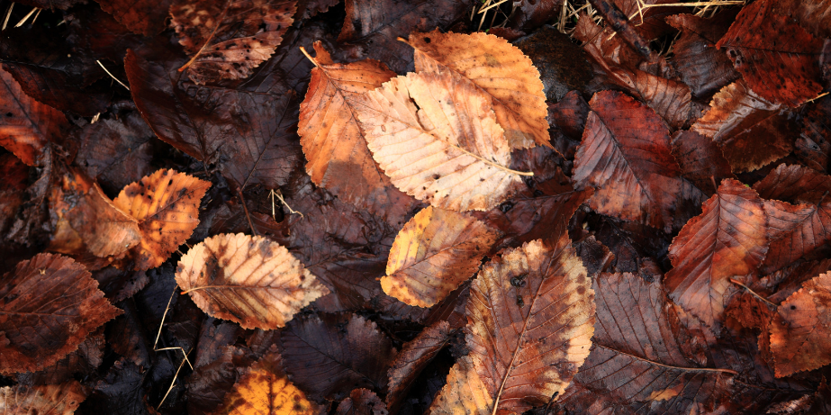 Leaves and Leaf Mold_Canva