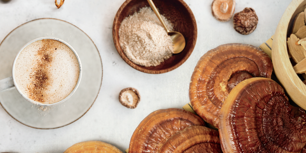 Mushrooms-as-Food-and-Medicine_The-Mycelial-Healer-1024x669-panorama-a461c76fcdb62efded429b83aa36029f-5a8351871d42d