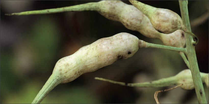 OrganicSeedGrower_SeedIntegrity-Max-Quality seed integrity