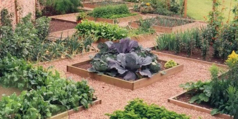Multiple garden beds with vegetables