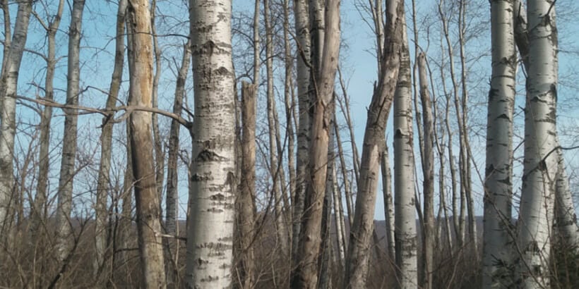 Quaking aspen grove in upstate New York. Notice the thick under- growth of shrubs as well as the snags with woodpecker holes.
