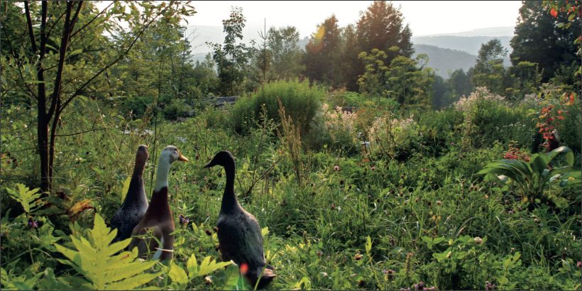 ResilientFarmHomestead_Ducks-Max-Quality ResilientFarmHomestead_Ducks-Max-Quality