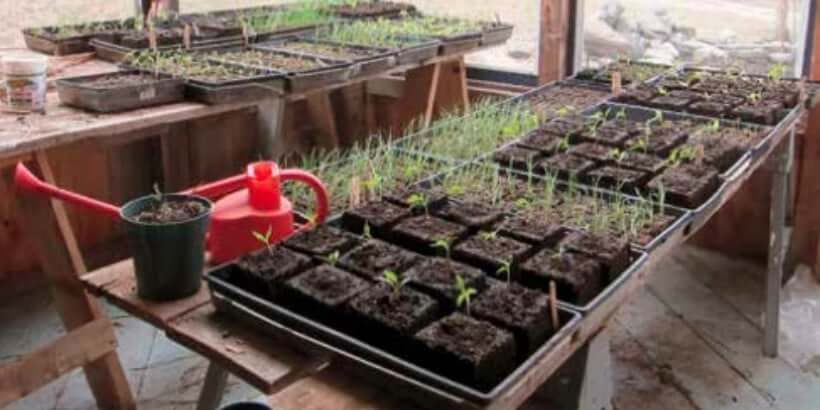 SeedlingonPorch2 seeds growing